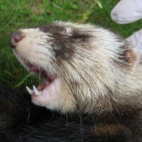 Ferret Polecat
